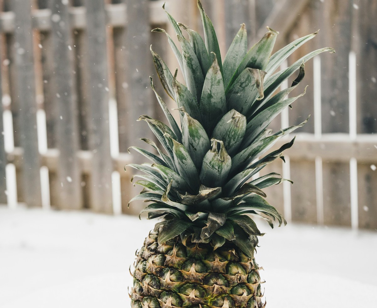 ananas sulla neve