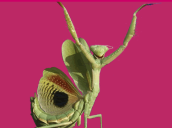 This image for Image Layouts addon