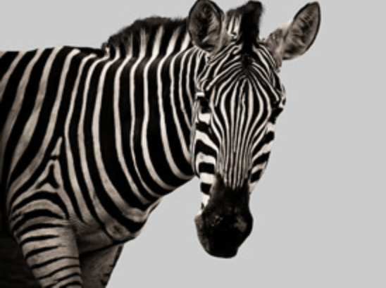 This image for Image Layouts addon