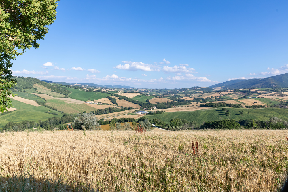 campo di grano