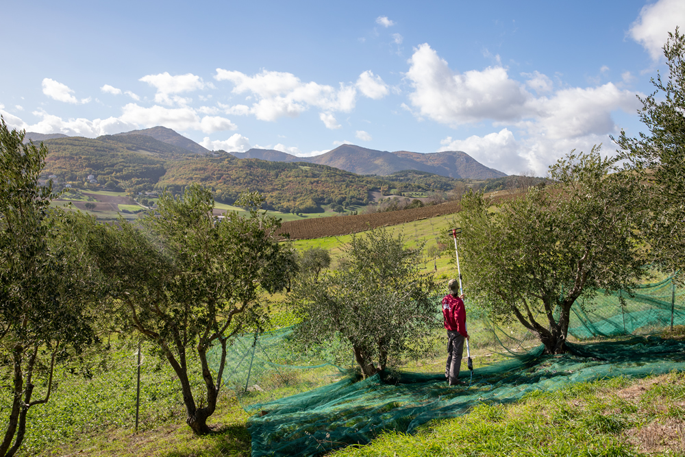 raccolta olive